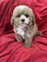 Patrick, a male Maltipoo for sale in Valencia, CA – Photo 8 of 10