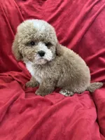 Patrick, a male Maltipoo for sale in Valencia, CA – Photo 9 of 10