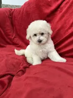 Luna, a female Maltipoo for sale in Valencia, CA – 2 of 10