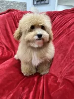 Theo, a male Maltipoo for sale in Valencia, CA – 2 of 10