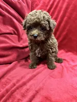 Little Cooper, a male Poodle - Toy  for sale in Valencia, CA – 7 of 10