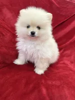Benji, a male Pomeranian for sale in Valencia, CA – 3 of 10