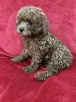 Cooper, a male Poodle - Toy  for sale in Valencia, CA – 10 of 10