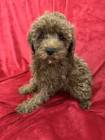 Theo, a male Poodle - Toy  for sale in Valencia, CA – 2 of 10