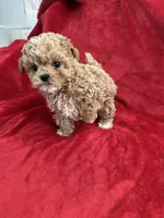 Cooper , a male Maltipoo for sale in Valencia, CA – 7 of 10