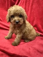 Gina, a female Poodle - Toy  for sale in Valencia, CA – 6 of 10