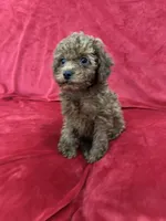 Polo, a male Poodle - Toy  for sale in Valencia, CA – 4 of 10