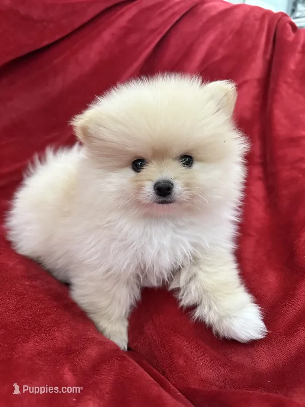 Jordi – Pomeranian puppy for sale in Valencia, CA