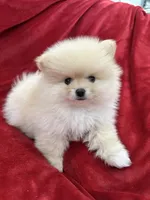 Jordi, a male Pomeranian for sale in Valencia, CA – 1 of 10