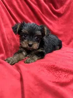 Alex, a male Yorkshire Terrier for sale in Valencia, CA – 5 of 9
