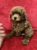 Cooper, a male Poodle - Toy  for sale in Valencia, CA – 8 of 10