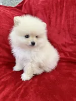 Benji, a male Pomeranian for sale in Valencia, CA – 10 of 10