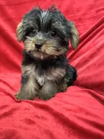 Polo, a male Yorkshire Terrier for sale in Valencia, CA – 10 of 10