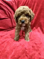 Remi, a female Maltipoo for sale in Valencia, CA – 3 of 9