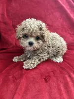 Valentino, a male Maltipoo for sale in Valencia, CA – 5 of 10