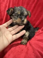 Maia, a female Yorkshire Terrier for sale in Valencia, CA – 6 of 10