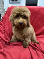 Theo, a male Poodle - Toy  for sale in Valencia, CA – 3 of 9
