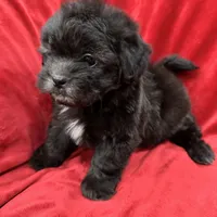 Samantha, a female Mal Shi for sale in Valencia, CA – Photo 4 of 10