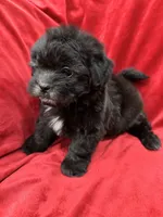 Samantha, a female Mal Shi for sale in Valencia, CA – Photo 4 of 10