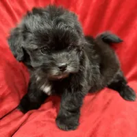 Samantha, a female Mal Shi for sale in Valencia, CA – Photo 5 of 10