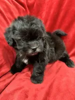 Samantha, a female Mal Shi for sale in Valencia, CA – Photo 5 of 10