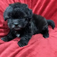 Samantha, a female Mal Shi for sale in Valencia, CA – Photo 2 of 10