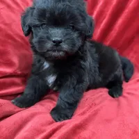 Samantha, a female Mal Shi for sale in Valencia, CA – Photo 1 of 10