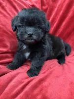 Samantha, a female Mal Shi for sale in Valencia, CA – Photo 1 of 10