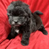 Samantha, a female Mal Shi for sale in Valencia, CA – Photo 10 of 10