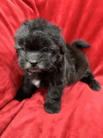 Samantha, a female Mal Shi for sale in Valencia, CA – Photo 10 of 10