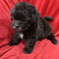 Samantha, a female Mal Shi for sale in Valencia, CA – Photo 3 of 10