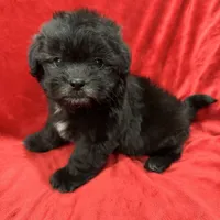 Samantha, a female Mal Shi for sale in Valencia, CA – Photo 8 of 10