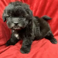 Samantha, a female Mal Shi for sale in Valencia, CA – Photo 6 of 10