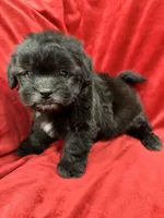 Samantha, a female Mal Shi for sale in Valencia, CA – Photo 6 of 10