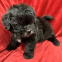 Samantha, a female Mal Shi for sale in Valencia, CA – Photo 7 of 10