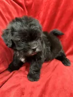 Samantha, a female Mal Shi for sale in Valencia, CA – Photo 7 of 10