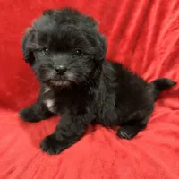 Samantha, a female Mal Shi for sale in Valencia, CA – Photo 9 of 10