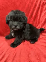 Samantha, a female Mal Shi for sale in Valencia, CA – Photo 9 of 10