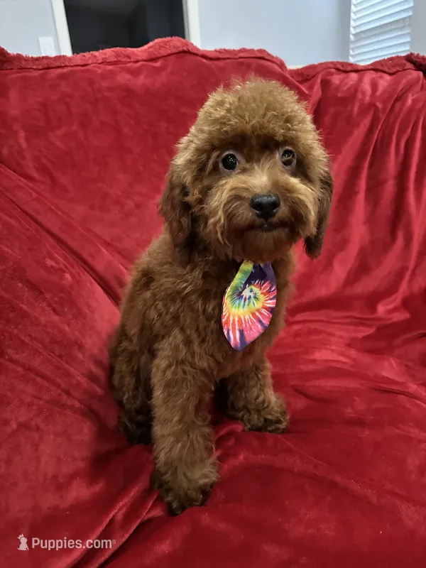 Sammy – Poodle - Toy  puppy for sale in Valencia, CA