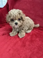 Valentino, a male Maltipoo for sale in Valencia, CA – 3 of 10