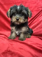 Polo, a male Yorkshire Terrier for sale in Valencia, CA – 5 of 10