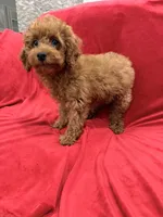 Gina, a female Poodle - Toy  for sale in Valencia, CA – 5 of 8