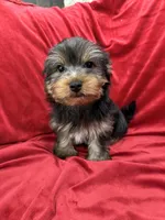 Milo, a male Yorkshire Terrier for sale in Valencia, CA – 2 of 10