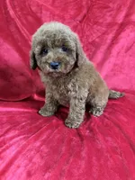 Phoenix, a male Maltipoo for sale in Valencia, CA – Photo 5 of 10