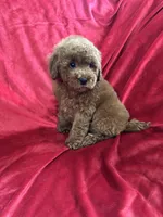 Phoenix, a male Maltipoo for sale in Valencia, CA – Photo 9 of 10