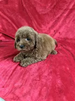 Phoenix, a male Maltipoo for sale in Valencia, CA – Photo 4 of 10