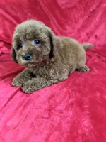Phoenix, a male Maltipoo for sale in Valencia, CA – Photo 2 of 10