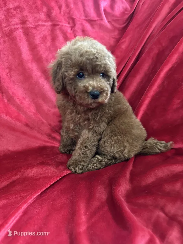 Phoenix – Maltipoo puppy for sale in Valencia, CA