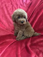 Phoenix, a male Maltipoo for sale in Valencia, CA – Photo 1 of 10