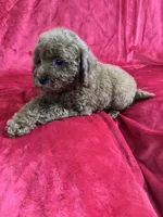 Phoenix, a male Maltipoo for sale in Valencia, CA – Photo 8 of 10